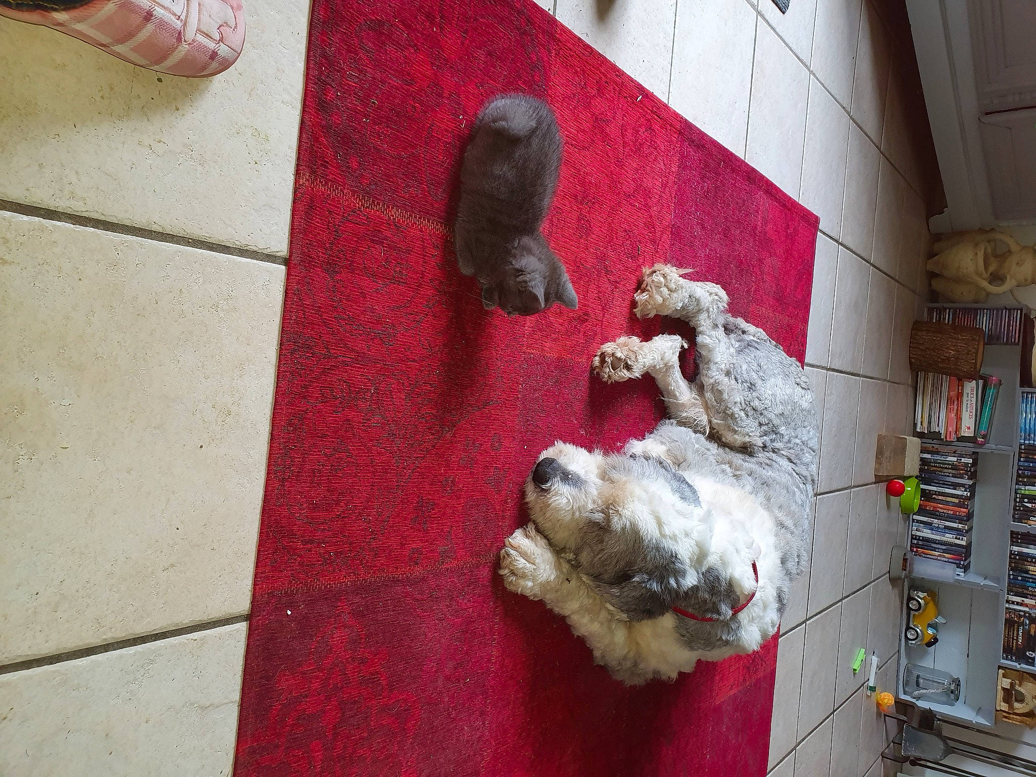 Remix participe au concours pour gagner de l'argent avec cette photo : american_cocker_spaniel, canidae, carnivore, cockapoo, companion_dog, dog, dog_breed, non_sporting_group, spaniel, sporting_group