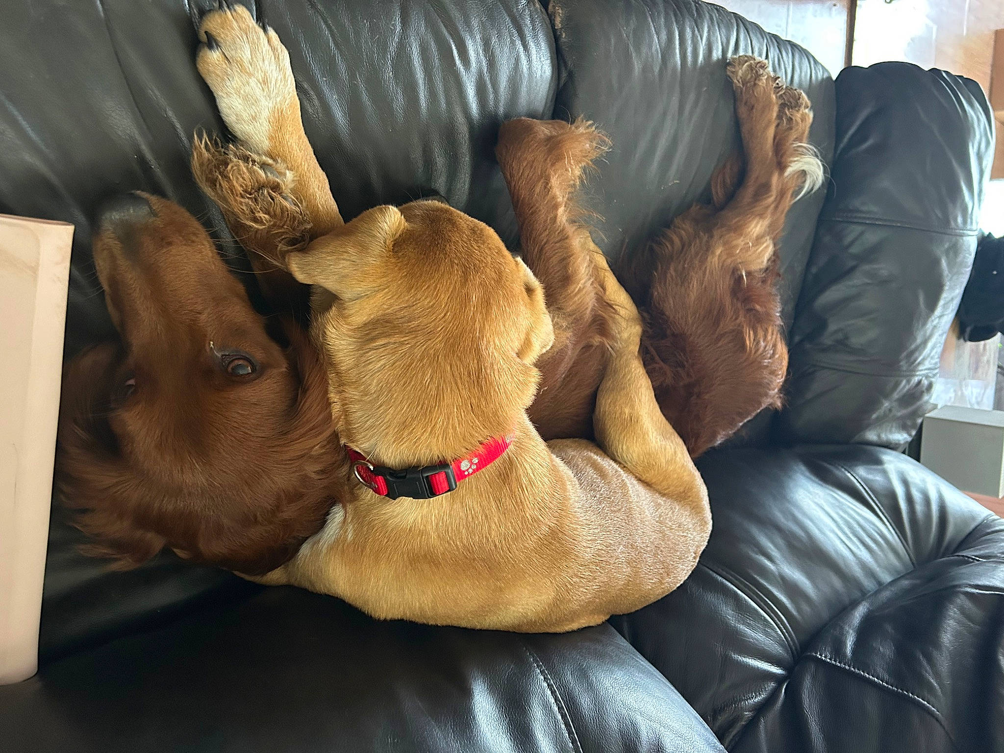 Boone joined the competition — help win amazing prizes! art, canidae, carnivore, collar, comfort, companion_dog, dog, dog_breed, fawn, foot, fur, gesture, human_leg, leg, liver, paw, snout, sporting_group, working_animal, wrinkle