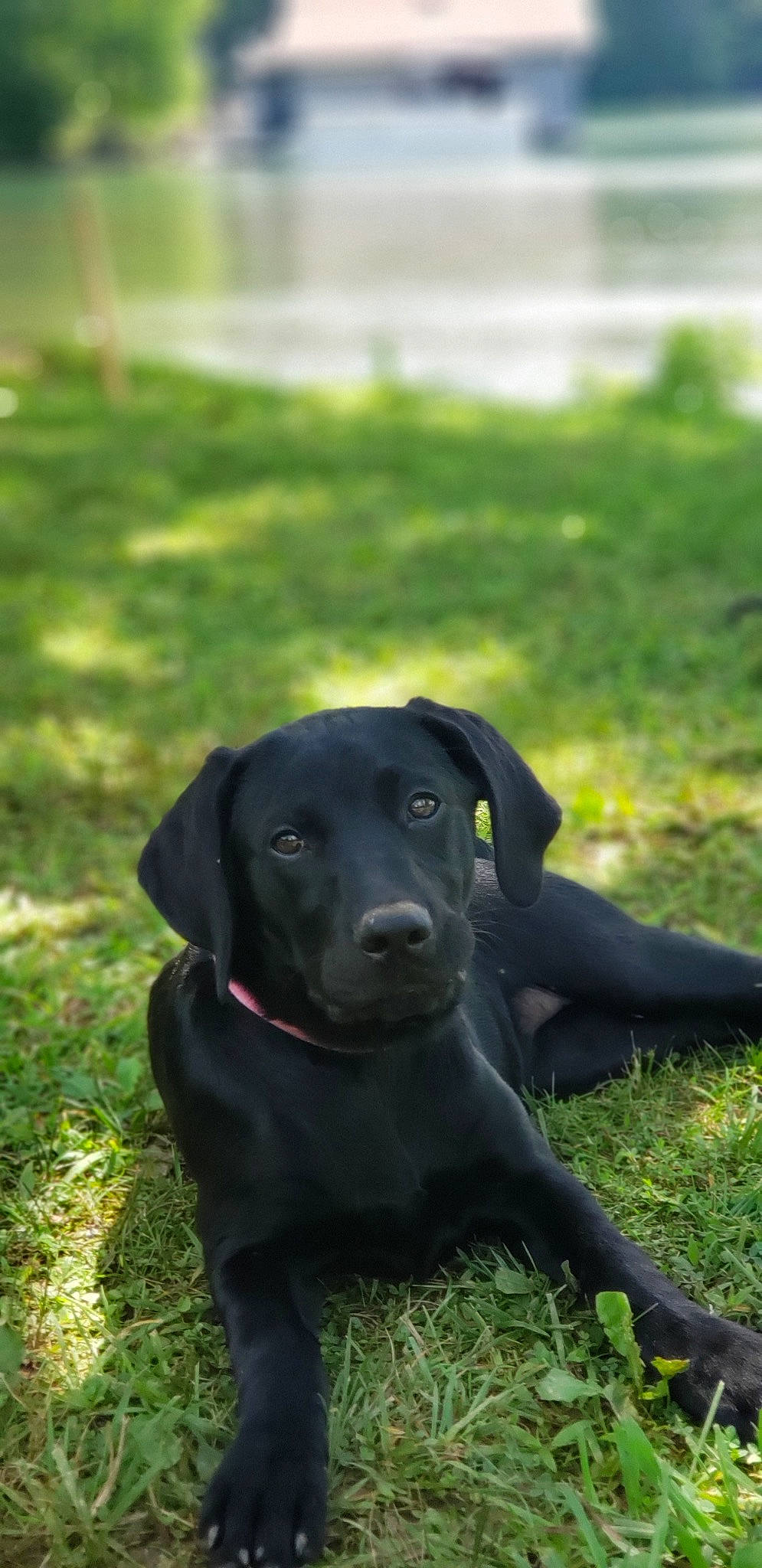 Ash is registered to the contest to win money with this photo: borador, canidae, carnivore, collar, companion_dog, dog, dog_breed, dog_collar, fawn, grass, grassland, gun_dog, plant, retriever, sitting, snout, sporting_group, terrestrial_animal, whiskers, working_animal