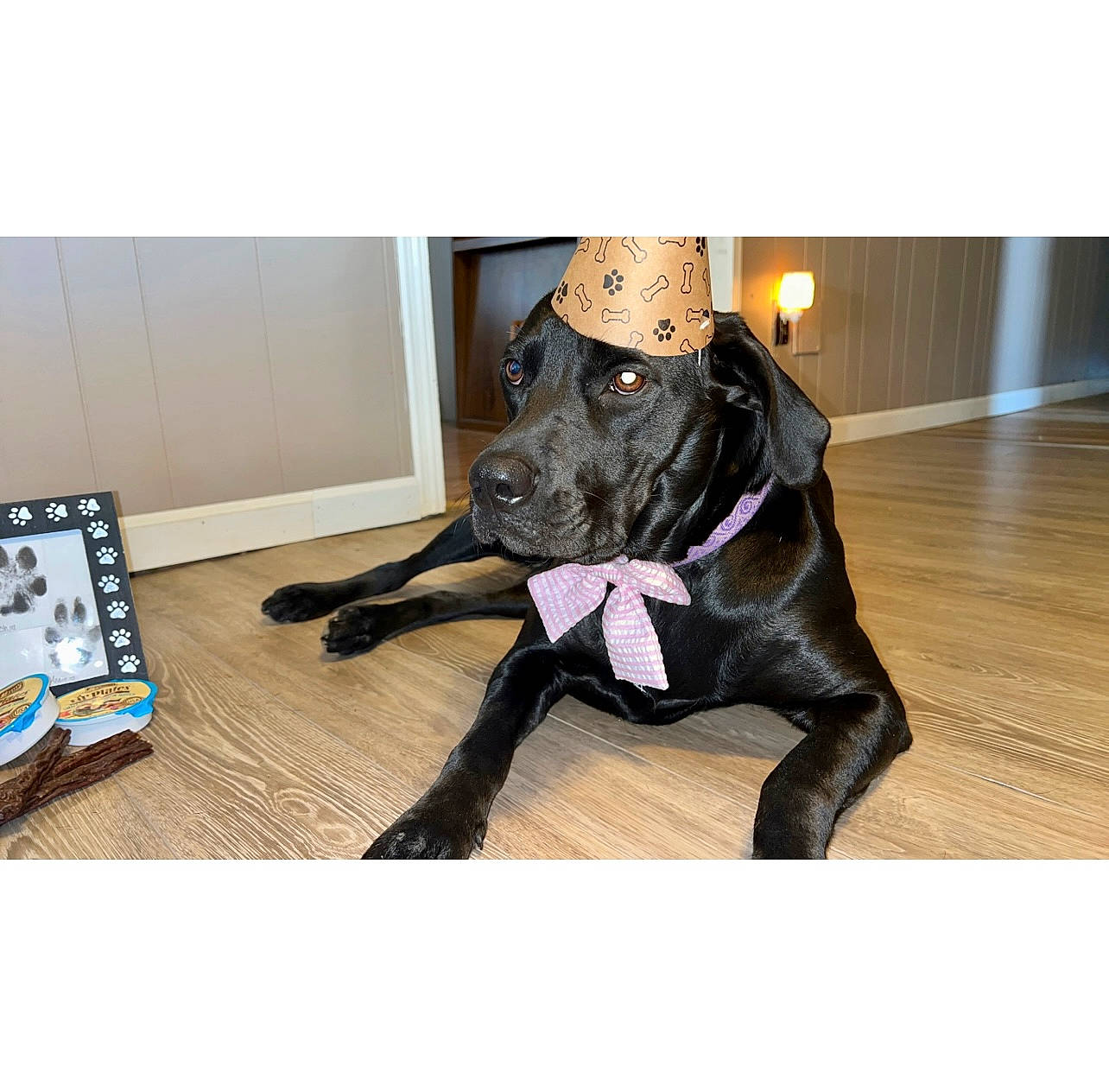 Ash is registered to the contest to win money with this photo: carnivore, collar, companion_dog, dog, dog_breed, dog_collar, electric_blue, fashion_accessory, fawn, flooring, fur, leash, liver, personal_protective_equipment, pet_supply, selfie, sporting_group, sportswear, tail, working_animal