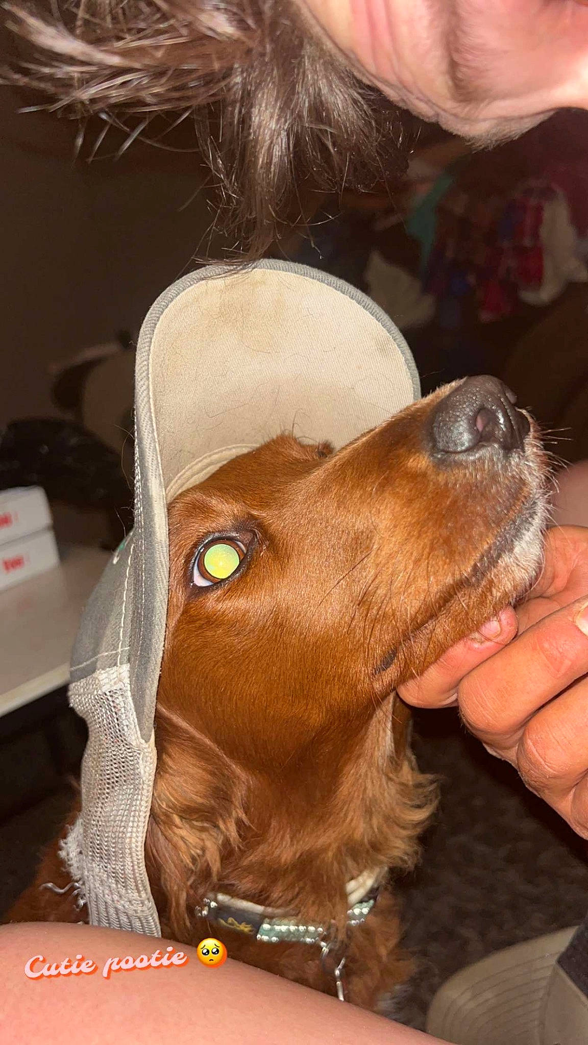 Annie joined the competition — help win amazing prizes! canidae, carnivore, cocker_spaniel, collar, companion_dog, dog, dog_breed, dog_collar, ear, fawn, fun, fur, gun_dog, liver, snout, spaniel, sporting_group, sunglasses, whiskers, working_animal