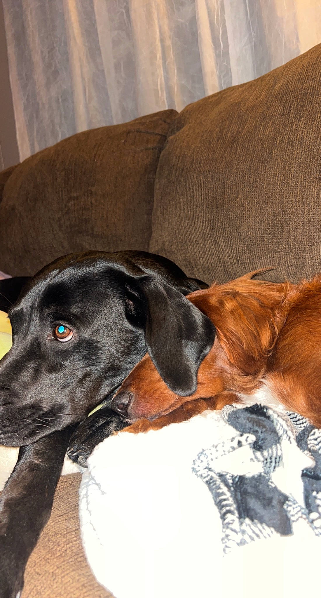 Annie is registered to the contest to win money with this photo: art, canidae, carnivore, collar, comfort, companion_dog, dog, dog_breed, dog_collar, ear, fawn, fur, liver, painting, pet_supply, snout, sporting_group, terrestrial_animal, whiskers, working_animal