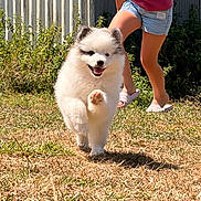 Eira a rejoint le concours — aidez-le/la à gagner de superbes lots ! puppy, dog, running, grass, child, outdoor, smiling, happy, sunny, summer, playful, cute, pet, nature, greenery, shorts, slippers, fence, daylight, animal