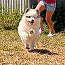 puppy, dog, running, grass, child, outdoor, smiling, happy, sunny, summer, playful, cute, pet, nature, greenery, shorts, slippers, fence, daylight, animal