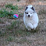 Eira participe au concours pour gagner de l'argent avec cette photo : puppy, dog, running, grass, outdoor, toy, ball, white_fur, gray_fur, cute, playful, animal, pet, young, energetic, nature, fur, small_dog, happy, tongue_out