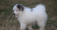 Eira participe au concours pour gagner de l'argent avec cette photo : puppy, dog, fluffy, white, gray, grass, outdoor, animal, cute, small, pet, young, fur, nature, field, side_view, walking, adorable, canine, curious