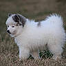 puppy, dog, fluffy, white, gray, grass, outdoor, animal, cute, small, pet, young, fur, nature, field, side_view, walking, adorable, canine, curious