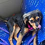 puppy, dog, black_and_tan, harness, leash, blue_seat, indoor, pet, tongue, cute, young_dog, animal, sitting, playful, close_up, fur, ears, eyes, nose, paw