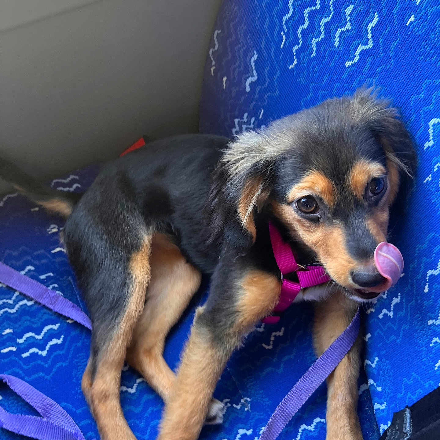 Vanille participe au concours pour gagner de l'argent avec cette photo : animal, black_and_tan, blue_seat, close_up, cute, dog, ears, eyes, fur, harness, indoor, leash, nose, paw, pet, playful, puppy, sitting, tongue, young_dog