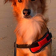 Milhan participe au concours pour gagner de l'argent avec cette photo : dog, beach, sand, sunset, harness, pet, animal, outdoor, canine, fur, brown, white, leash, portrait, nature, closeup, sitting, sunlight, warm, calm