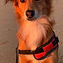 dog, beach, sand, sunset, harness, pet, animal, outdoor, canine, fur, brown, white, leash, portrait, nature, closeup, sitting, sunlight, warm, calm