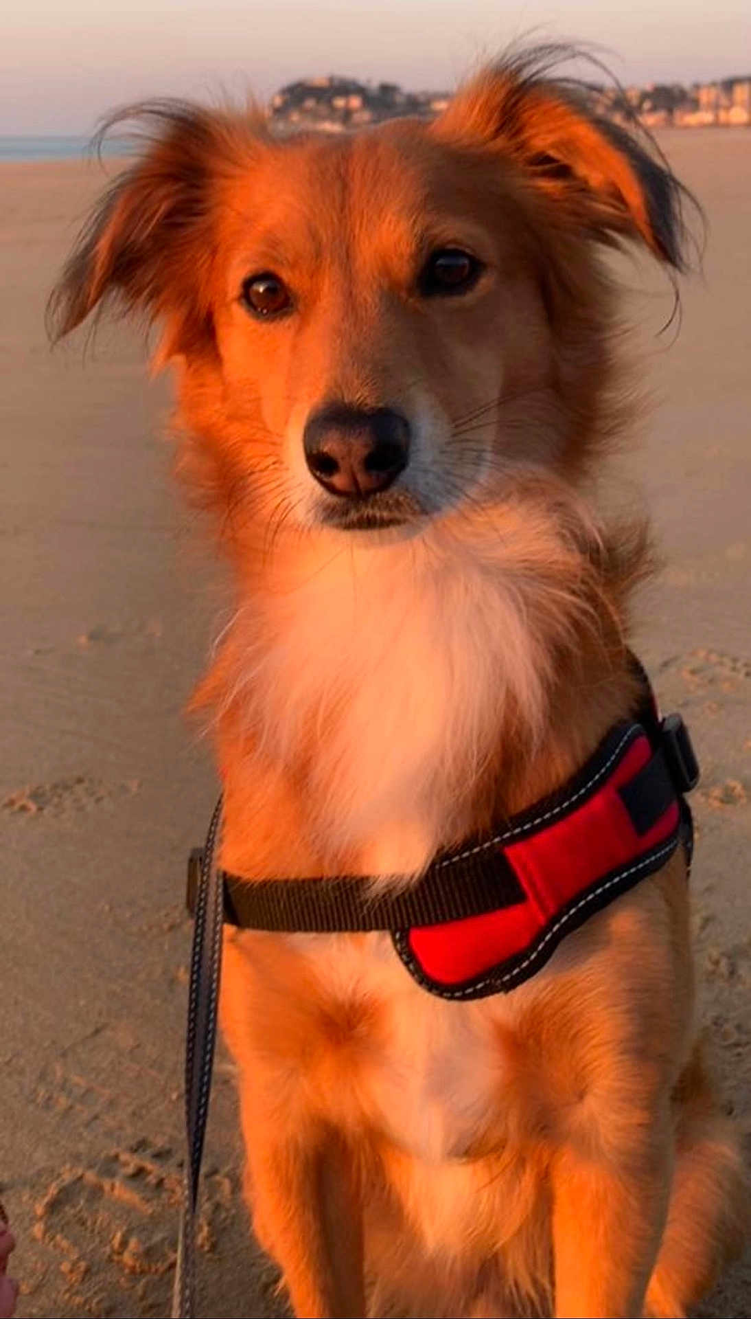 Milhan participe au concours pour gagner de l'argent avec cette photo : dog, beach, sand, sunset, harness, pet, animal, outdoor, canine, fur, brown, white, leash, portrait, nature, closeup, sitting, sunlight, warm, calm