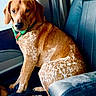 Roscoe joined the competition — help win amazing prizes! dog, car_seat, green_bandana, brown_fur, speckled_fur, pet, animal, indoors, window, leather_seat, sitting, looking, canine, companion, domestic_animal, portrait, side_view, relaxed, calm, sunlight