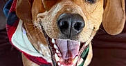 Roscoe joined the competition — help win amazing prizes! dog, brown_dog, smiling, pet, canine, indoor, leather_couch, happy, close_up, fur, ears, teeth, tongue, sweater, cozy, animal, friendly, domestic, cute, portrait