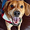 dog, brown_dog, smiling, pet, canine, indoor, leather_couch, happy, close_up, fur, ears, teeth, tongue, sweater, cozy, animal, friendly, domestic, cute, portrait