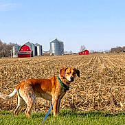 Roscoe is registered to the contest to win money with this photo: dog, field, cornfield, barn, silo, rural, grass, blue_sky, farm, canine, leash, outdoor, animal, nature, daytime, agriculture, brown_dog, farmland, clear_sky, pet