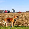 dog, field, cornfield, barn, silo, rural, grass, blue_sky, farm, canine, leash, outdoor, animal, nature, daytime, agriculture, brown_dog, farmland, clear_sky, pet