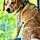 Roscoe