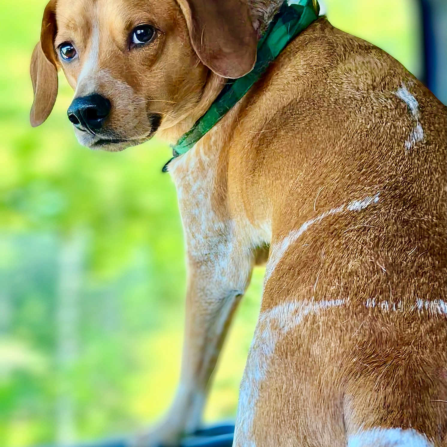 Roscoe