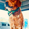 Roscoe joined the competition — help win amazing prizes! dog, canine, pet, bandana, orange_fur, indoor, vehicle_interior, window, sunlight, close_up, portrait, standing, looking_away, ears, snout, fur_texture, domestic_animal, companion_animal, alert, cute