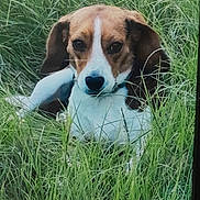 Little Buddy is registered to the contest to win money with this photo: dog, grass, outdoor, pet, animal, nature, beagle, ears, fur, relaxed, greenery, canine, snout, lying_down, watchful, summer, field, closeup, mammal, portrait