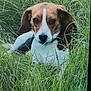 dog, grass, outdoor, pet, animal, nature, beagle, ears, fur, relaxed, greenery, canine, snout, lying_down, watchful, summer, field, closeup, mammal, portrait