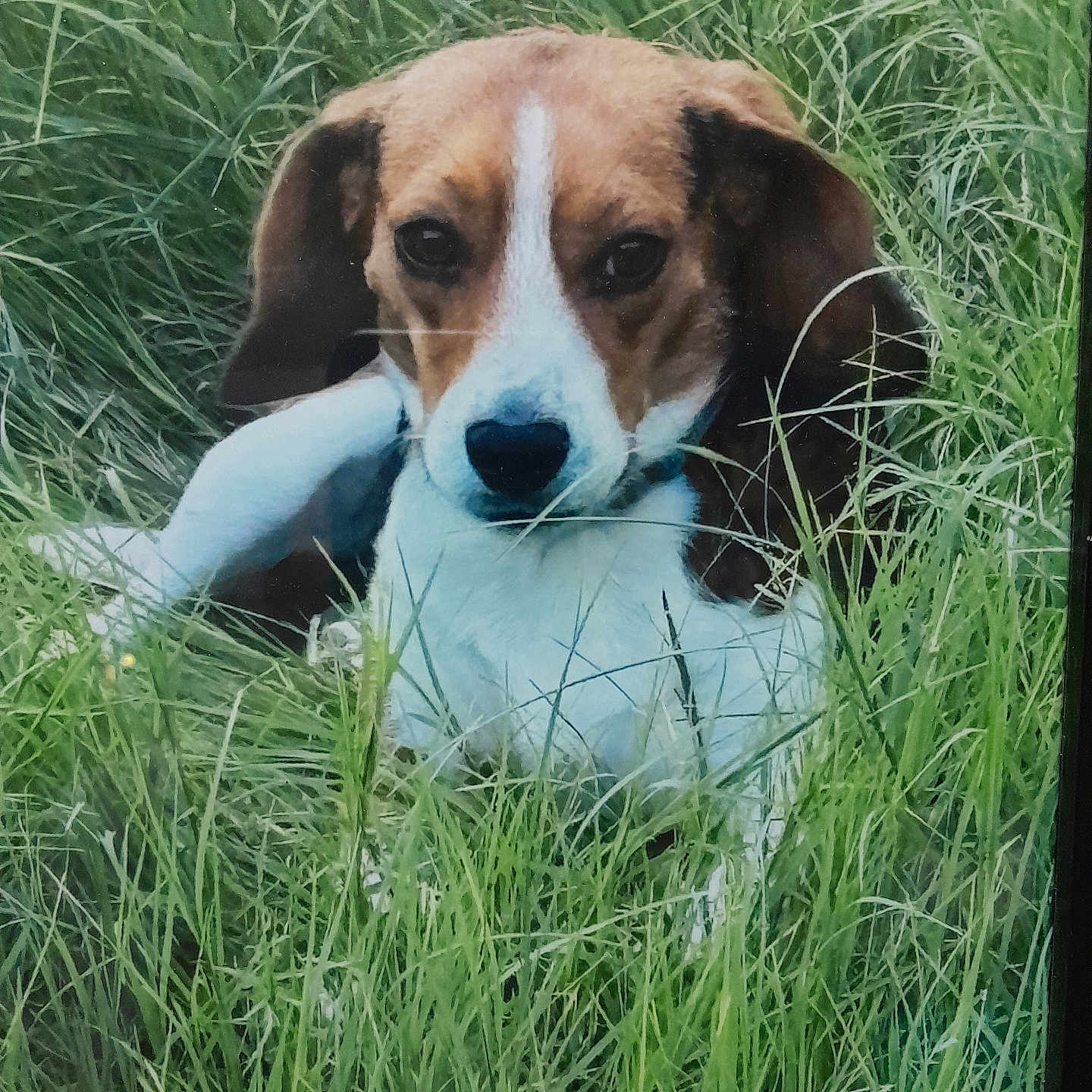 Little Buddy