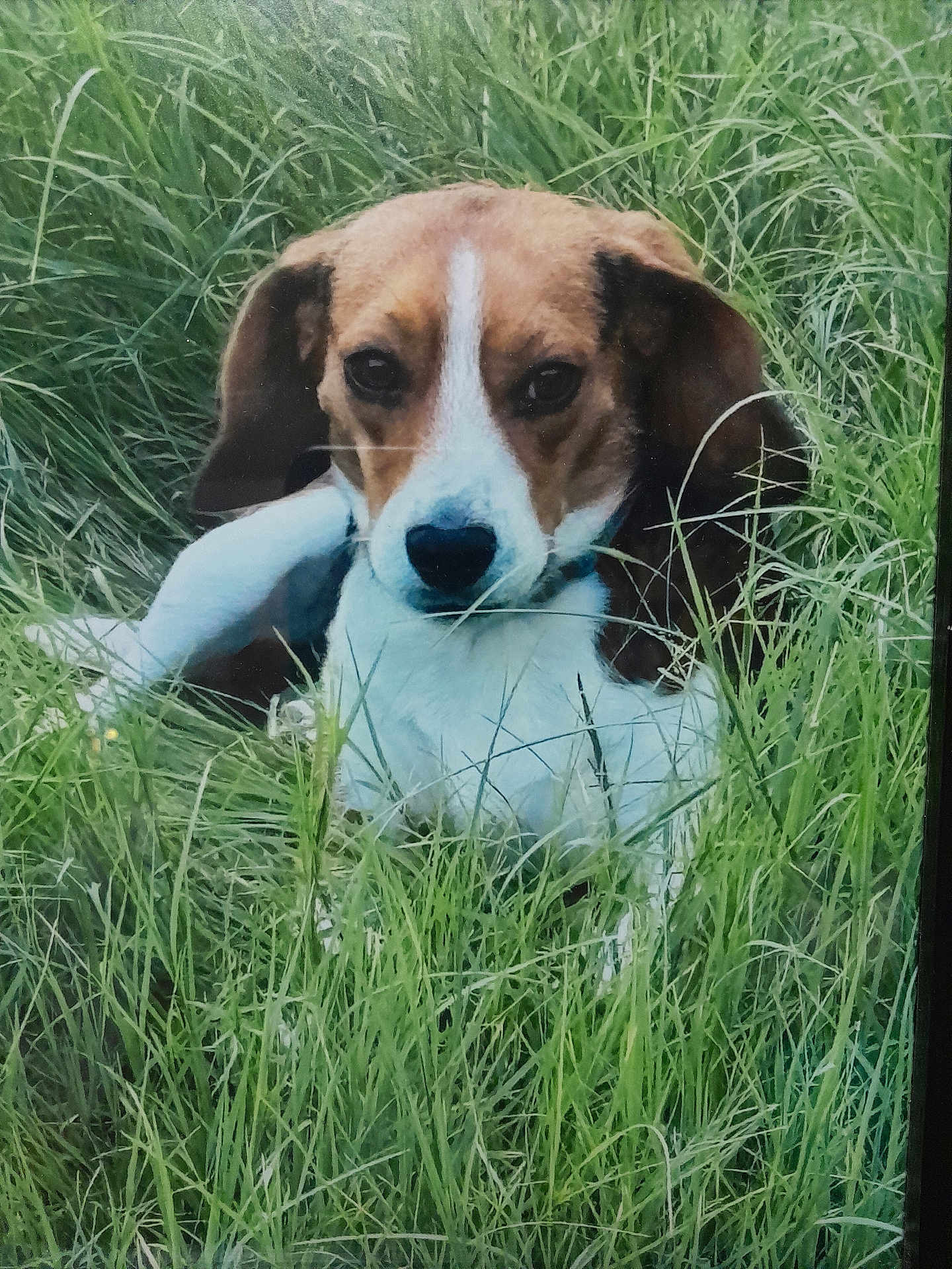 Little Buddy