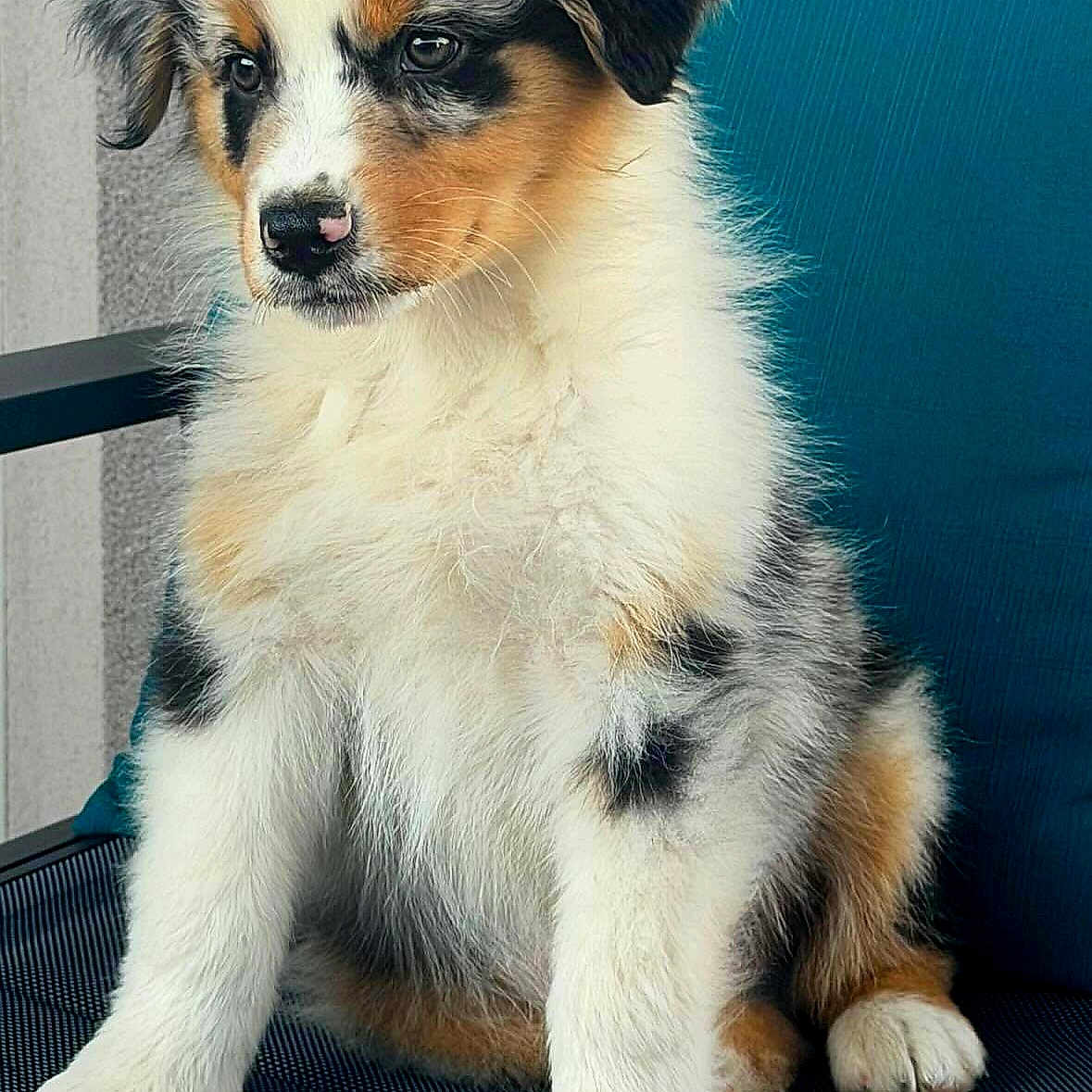 Bounty participe au concours pour gagner de l'argent avec cette photo : puppy, dog, animal, pet, fluffy, sitting, chair, blue_cushion, cute, young, fur, ears, nose, paw, indoor, portrait, adorable, expression, domestic_animal, canine