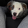 Asher is registered to the contest to win money with this photo: dog, puppy, dog_face, portrait, car_interior, steering_wheel, seat, car_seat, human_legs, sweatpants, tongue, nose, eyes, heterochromia, cute, happy, close_up, pet, looking_up, smiling