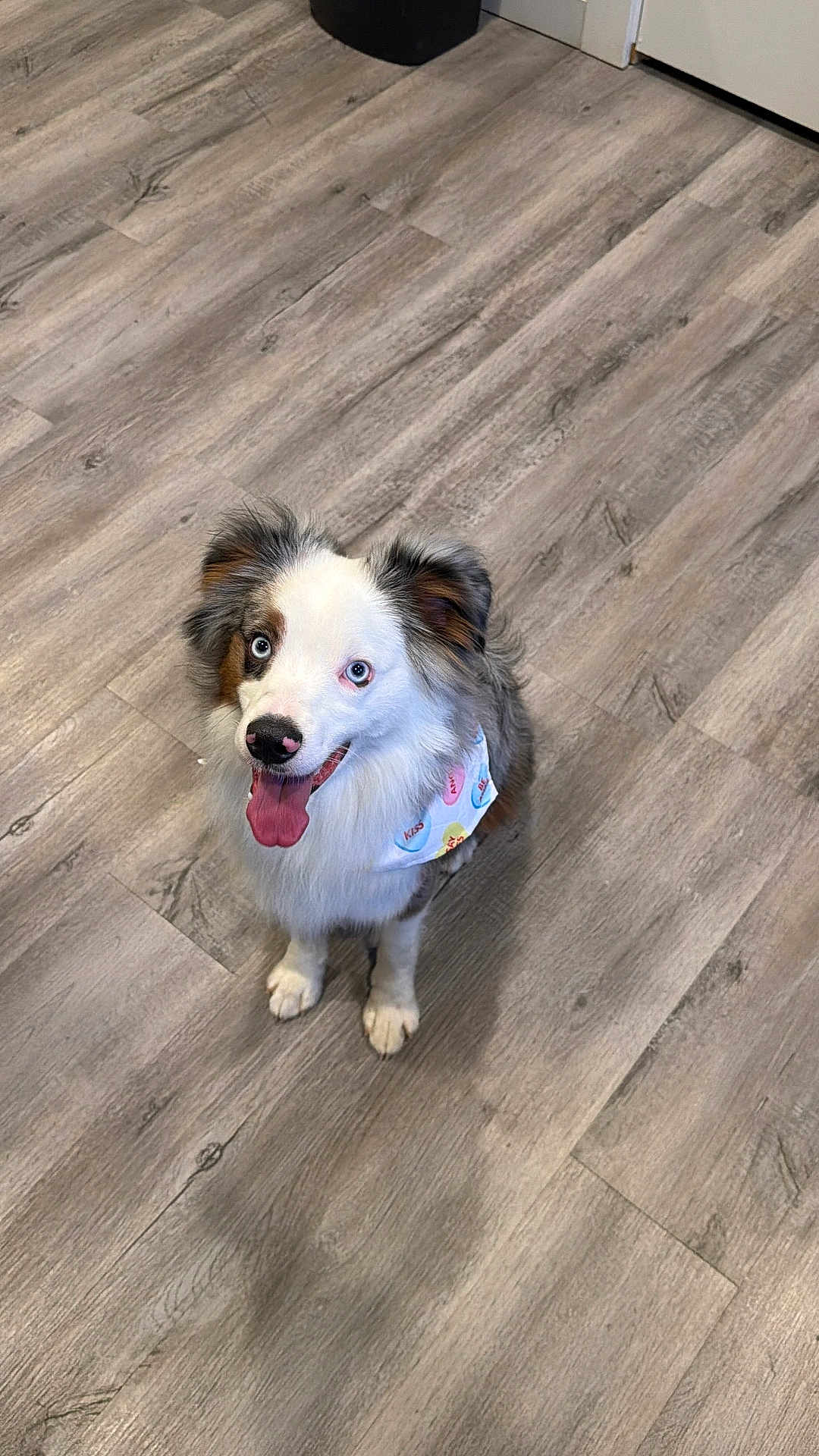 Asher is registered to the contest to win money with this photo: dog, australian_shepherd, blue_eyes, bandana, tongue_out, smiling, looking_up, white_fur, tricolor, fur, paws, indoor, wood_floor, vinyl_flooring, home, standing, pet, ears, trash_can, door