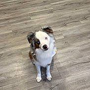 Asher is registered to the contest to win money with this photo: dog, pet, australian_shepherd, tricolor, blue_eye, brown_eye, heterochromia, bandana, sitting, looking_up, fluffy, fur, paws, wood_floor, indoor, portrait, cute, adorable, solo_animal, canine