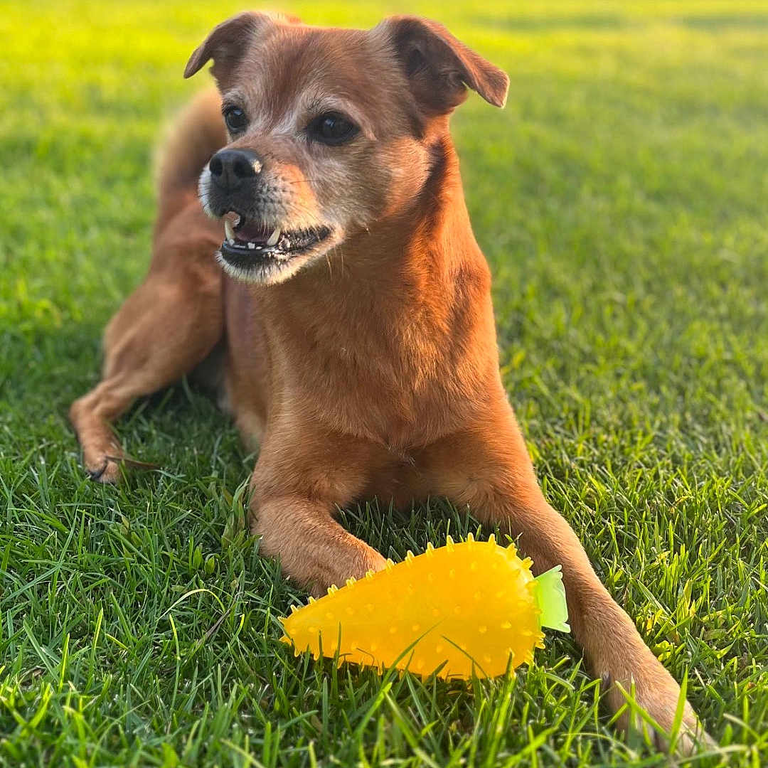 Toffee participe au concours pour gagner de l'argent avec cette photo : animal, canine, daisy, dog, face, field, flower, grass, grassland, head, lawn, nature, outdoors, person, pet, petal, plant, puppy, summer, vegetation