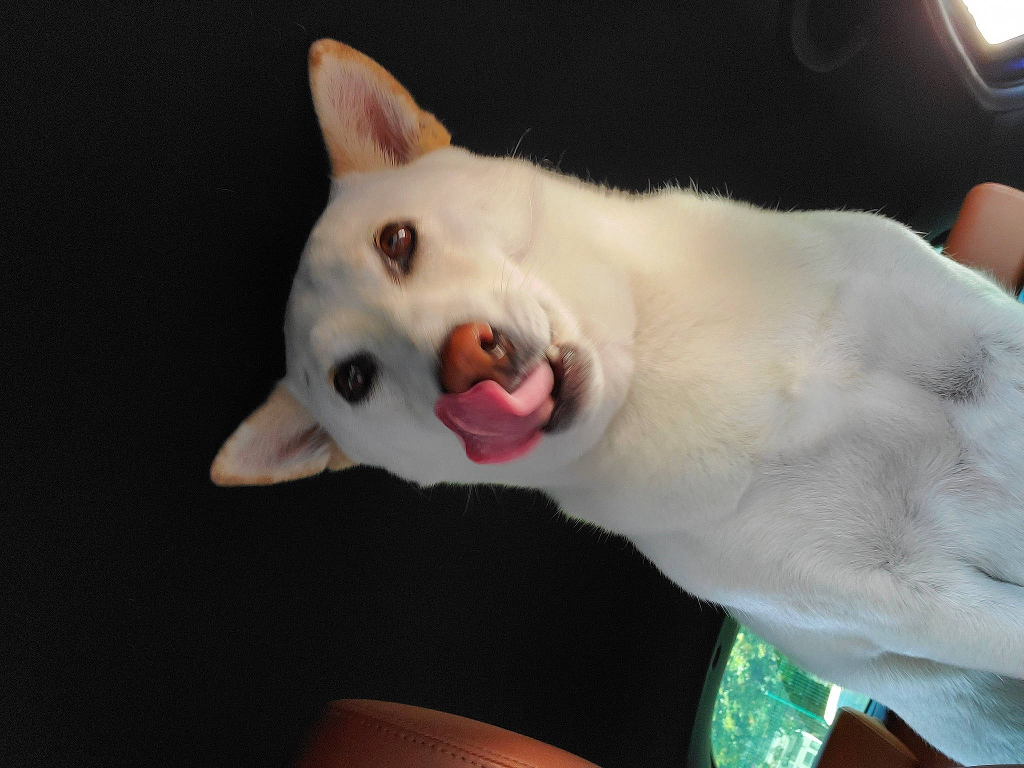 Hatchi a rejoint le concours — aidez-le/la à gagner de superbes lots ! canidae, carnivore, collar, companion_dog, dog, dog_breed, ear, fang, fawn, felidae, fur, jaw, non_sporting_group, small_to_medium_sized_cats, snout, sporting_group, tail, terrestrial_animal, whiskers, working_animal