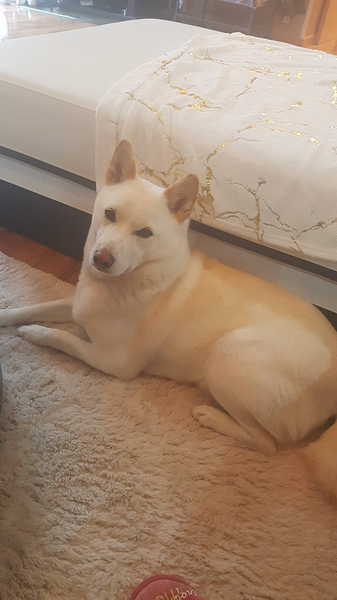 Hatchi participe au concours pour gagner de l'argent avec cette photo : canidae, carnivore, comfort, companion_dog, dog, dog_breed, fawn, flooring, hardwood, non_sporting_group, paw, sporting_group, tail, terrestrial_animal, wood, working_animal