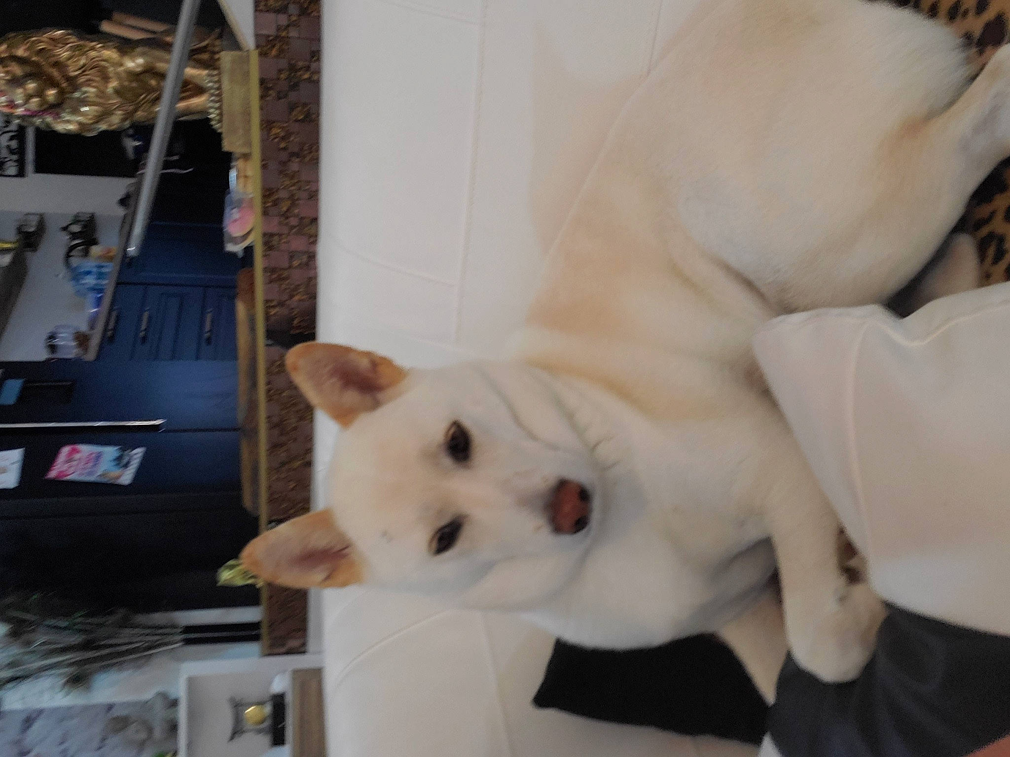 Hatchi a rejoint le concours — aidez-le/la à gagner de superbes lots ! ancient_dog_breeds, art, canidae, carnivore, collar, companion_dog, dog, dog_breed, fawn, felidae, fur, gas, machine, non_sporting_group, snout, sporting_group, tail, wood, working_animal