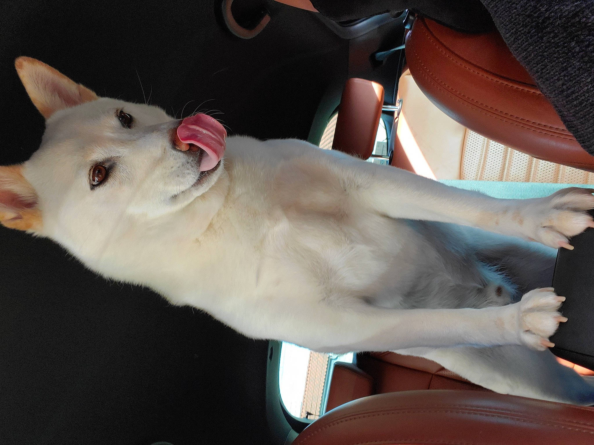 Hatchi a rejoint le concours — aidez-le/la à gagner de superbes lots ! canidae, carnivore, chest, comfort, companion_dog, dog, dog_breed, ear, elbow, eye, fawn, felidae, fur, jaw, small_to_medium_sized_cats, snout, sporting_group, tail, trunk, whiskers