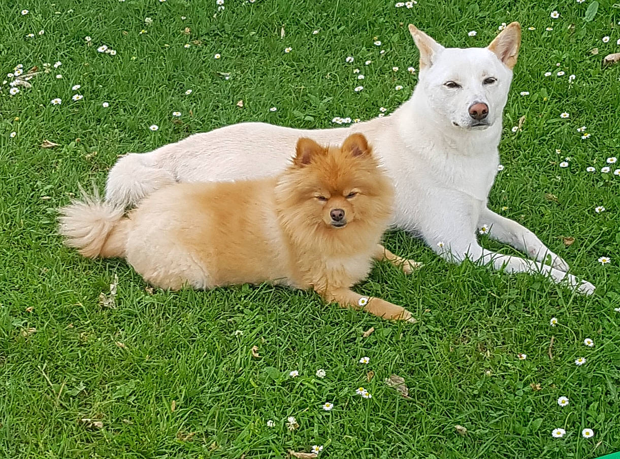 Hatchi participe au concours pour gagner de l'argent avec cette photo : canidae, carnivore, companion_dog, dog, dog_breed, dog_supply, fawn, german_spitz, german_spitz_klein, german_spitz_mittel, grass, non_sporting_group, plant, spitz, sporting_group, tail, terrestrial_animal, toy_dog, volpino_italiano, working_animal