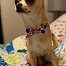 Pablo is registered to the contest to win money with this photo: dog, chihuahua, bow_tie, pet, indoor, bed, blanket, lamp, small_dog, animal, cute, portrait, sitting, colorful, pattern, fur, ears, eyes, nose, domestic_animal