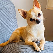 Pablo joined the competition — help win amazing prizes! dog, chihuahua, pet, animal, small_dog, tan_fur, ears, face, eyes, paw, furniture, armchair, texture, indoor, lamp, home, curious, portrait, cute, relaxed