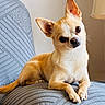 dog, chihuahua, pet, animal, small_dog, tan_fur, ears, face, eyes, paw, furniture, armchair, texture, indoor, lamp, home, curious, portrait, cute, relaxed
