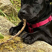 Akwarelle a rejoint le concours — aidez-le/la à gagner de superbes lots ! puppy, dog, black_dog, collar, pink_collar, stick, chewing, paws, outdoor, grass, moss, rock, nature, closeup, pet, animal, playful, young_dog, canine, resting