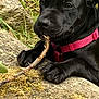 animal, black_dog, canine, chewing, closeup, collar, dog, grass, moss, nature, outdoor, paws, pet, pink_collar, playful, puppy, resting, rock, stick, young_dog