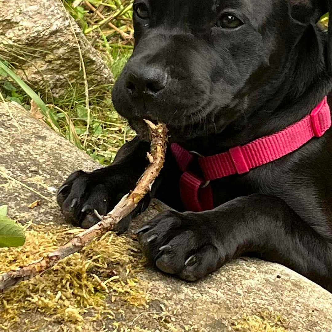 Akwarelle a rejoint le concours — aidez-le/la à gagner de superbes lots ! animal, black_dog, canine, chewing, closeup, collar, dog, grass, moss, nature, outdoor, paws, pet, pink_collar, playful, puppy, resting, rock, stick, young_dog