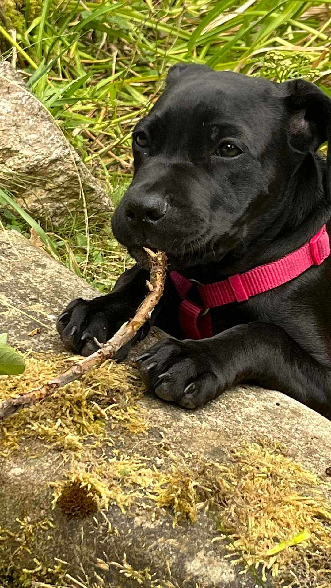 Akwarelle a rejoint le concours — aidez-le/la à gagner de superbes lots ! puppy, dog, black_dog, collar, pink_collar, stick, chewing, paws, outdoor, grass, moss, rock, nature, closeup, pet, animal, playful, young_dog, canine, resting