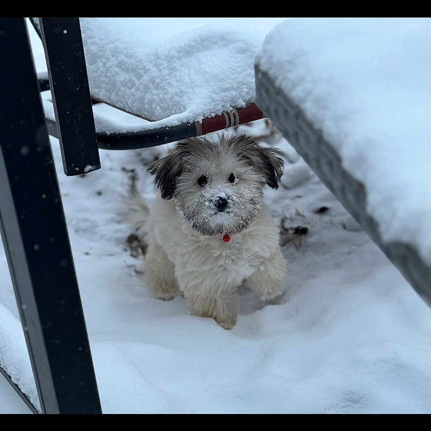 Bexley joined the competition — help win amazing prizes! adorable, animal, bench, cold, curious, cute, dog, fluffy, frozen, fur, nature, outdoor, pet, playful, puppy, small_dog, snow, white, winter, young