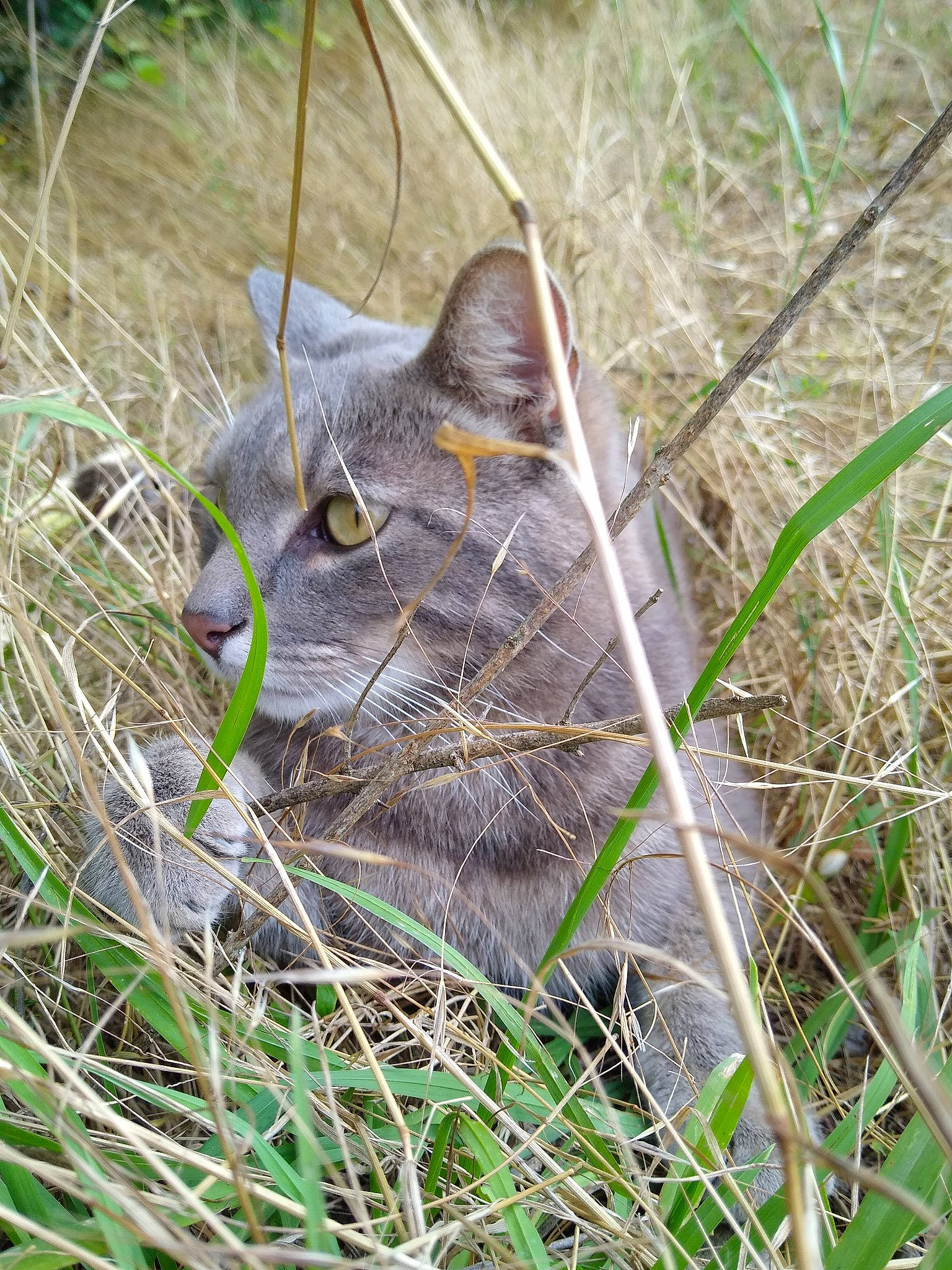 Nitro a rejoint le concours — aidez-le/la à gagner de superbes lots ! grass, grass_family, plant, terrestrial_animal, wildlife