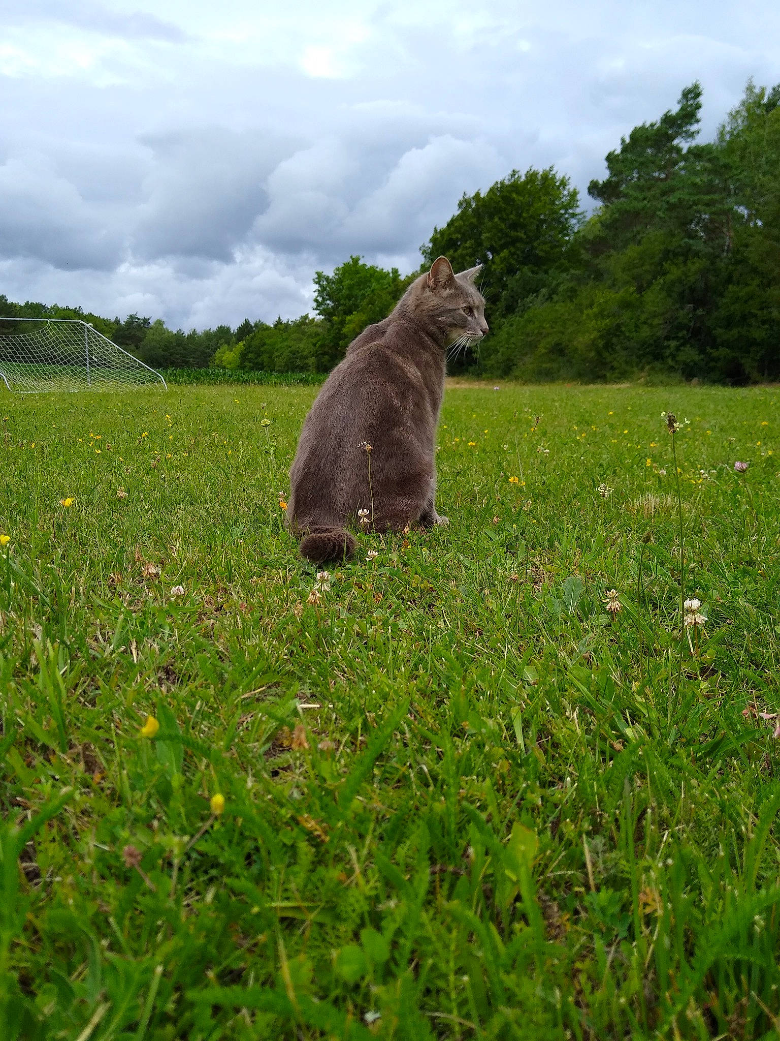 Nitro a rejoint le concours — aidez-le/la à gagner de superbes lots ! canidae, grass, grass_family, grassland, green, herbaceous_plant, irish_wolfhound, meadow, pasture, plant, sporting_group, tail, terrier