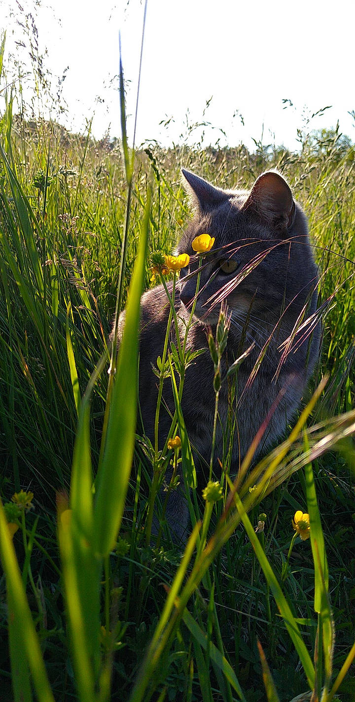 Nitro a rejoint le concours — aidez-le/la à gagner de superbes lots ! carnivore, cat, felidae, flower, grass, grass_family, meadow, plant, small_to_medium_sized_cats