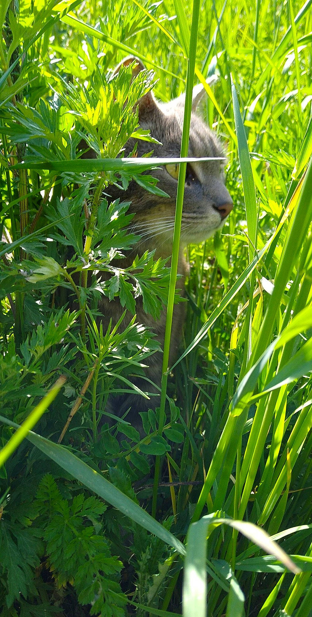 Nitro participe au concours pour gagner de l'argent avec cette photo : botany, fawn, flower, grass, grass_family, herb, jungle, leaf, lemongrass, perennial_plant, plant, plant_community, sedge_family, sweet_grass, vegetation
